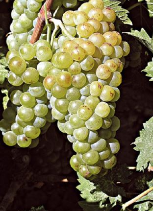 moscato bianco di lemnos